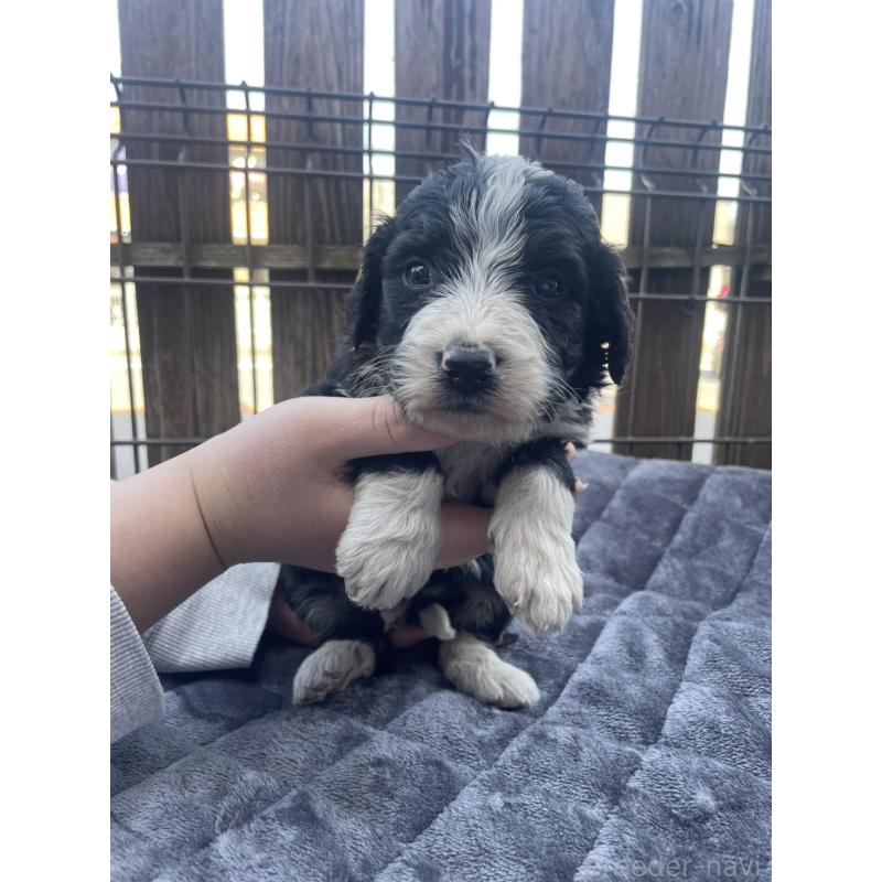 販売中の滋賀県のバーニードゥードル:バーニーズ×スタンダードプードル-442269