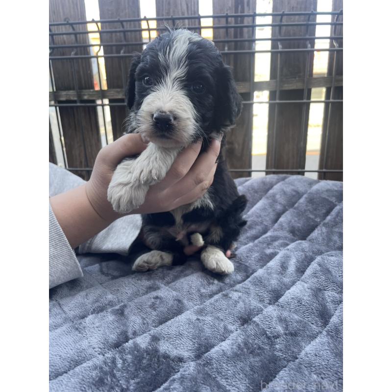 販売中の滋賀県のバーニードゥードル:バーニーズ×スタンダードプードル-442269の3枚目