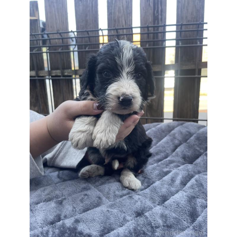 販売中の滋賀県のバーニードゥードル:バーニーズ×スタンダードプードル-442269の2枚目