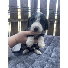 ♀︎バーニードゥードル:バーニーズ×スタンダードプードル