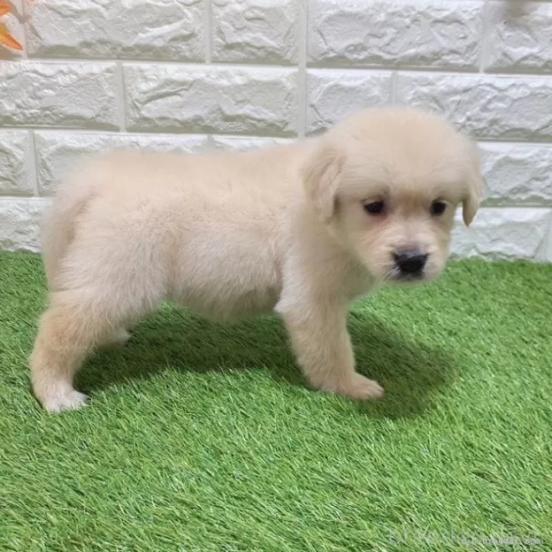 成約済の愛知県のゴールデンレトリーバー-444474の5枚目