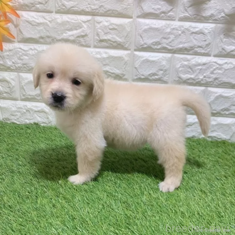 成約済の愛知県のゴールデンレトリーバー-444474の4枚目