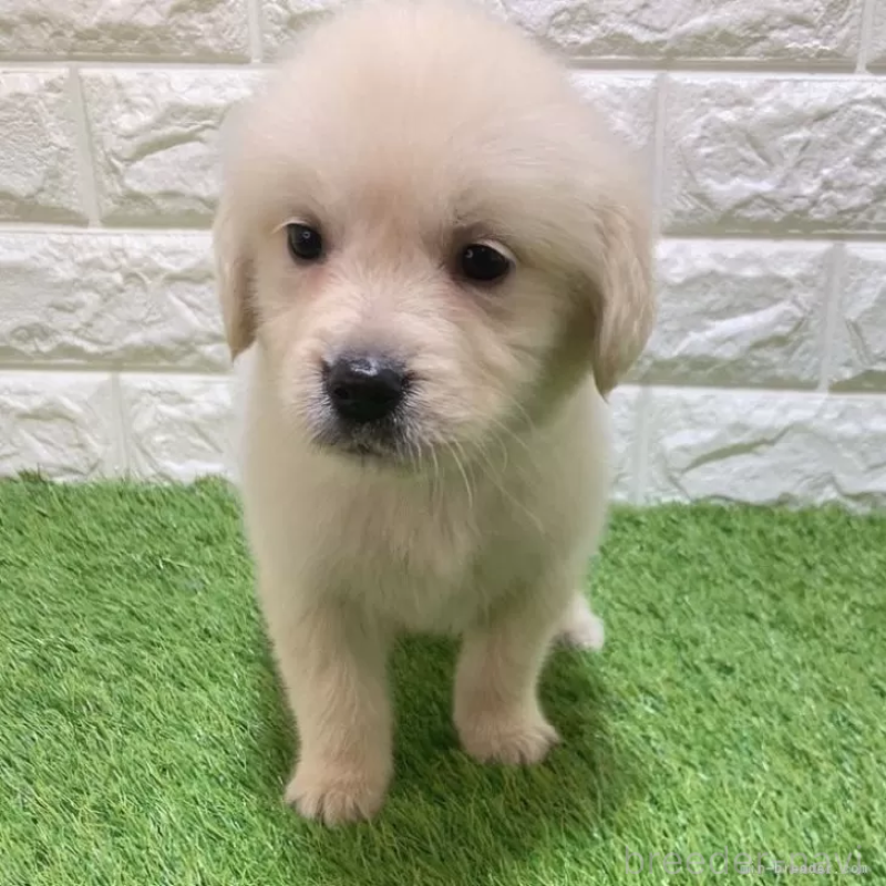 成約済の愛知県のゴールデンレトリーバー-444474の3枚目