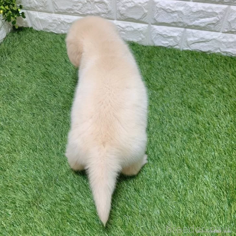 成約済の愛知県のゴールデンレトリーバー-444474の2枚目