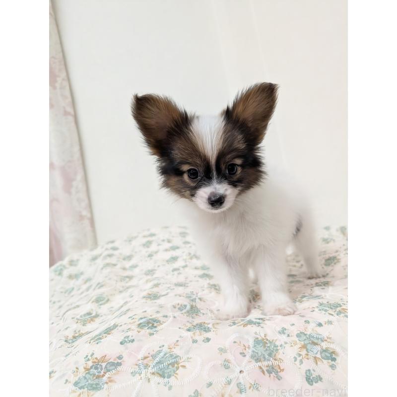 成約済の宮崎県のパピヨン-442825の9枚目