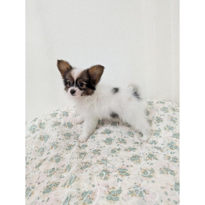 成約済の宮崎県のパピヨン-442825の8枚目