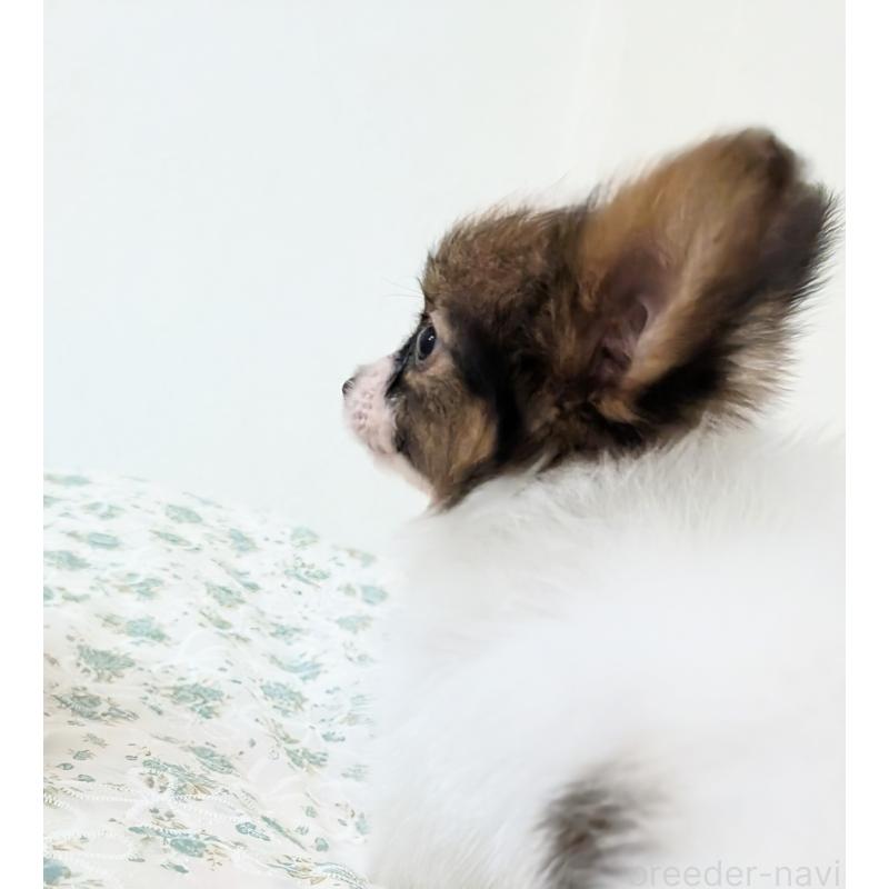 成約済の宮崎県のパピヨン-442825の7枚目