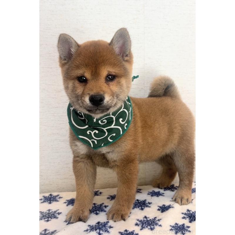 販売中の茨城県の豆柴-442919の5枚目