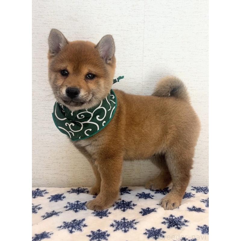 販売中の茨城県の豆柴-442919の4枚目