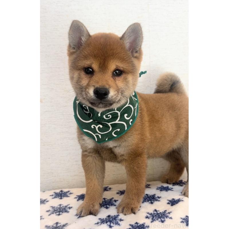 販売中の茨城県の豆柴-442919の2枚目