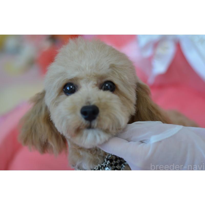 販売中の埼玉県のミックス犬-413224の12枚目