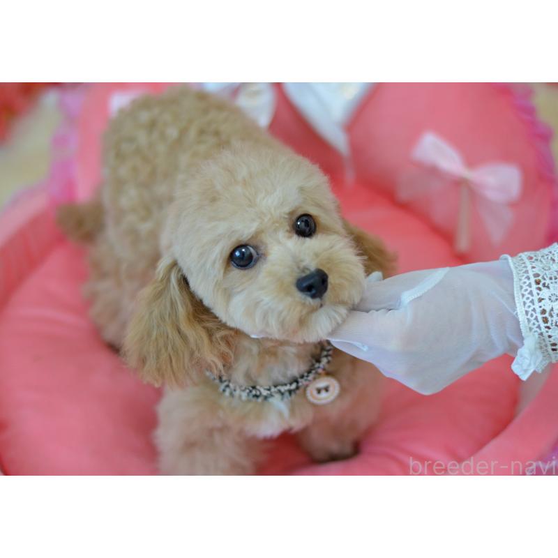 販売中の埼玉県のミックス犬-413224の10枚目