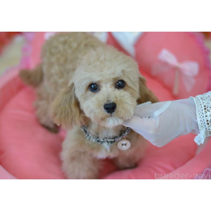 販売中の埼玉県のミックス犬-413224の9枚目