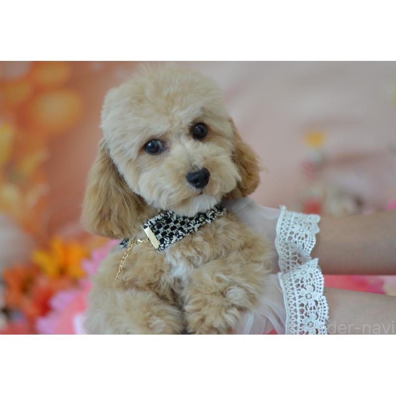 販売中の埼玉県のミックス犬-413224の7枚目