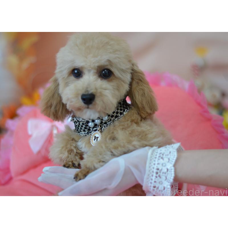 販売中の埼玉県のミックス犬-413224の6枚目