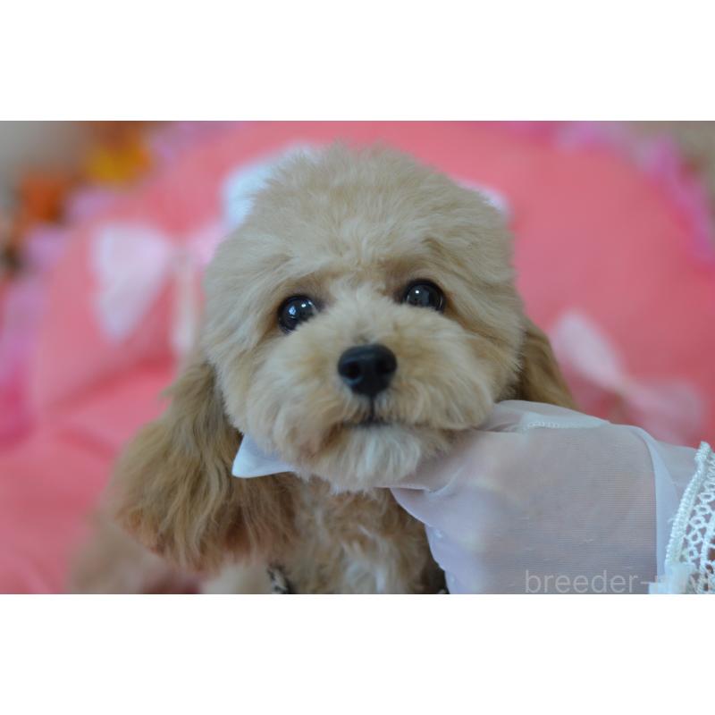 販売中の埼玉県のミックス犬-413224の5枚目