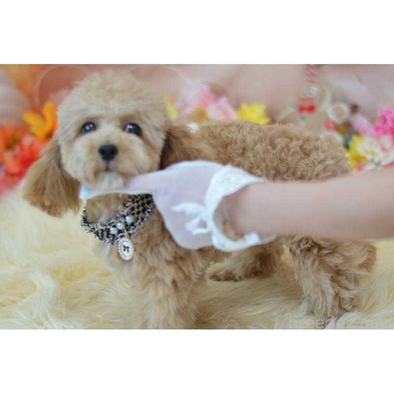 販売中の埼玉県のミックス犬-413224の3枚目