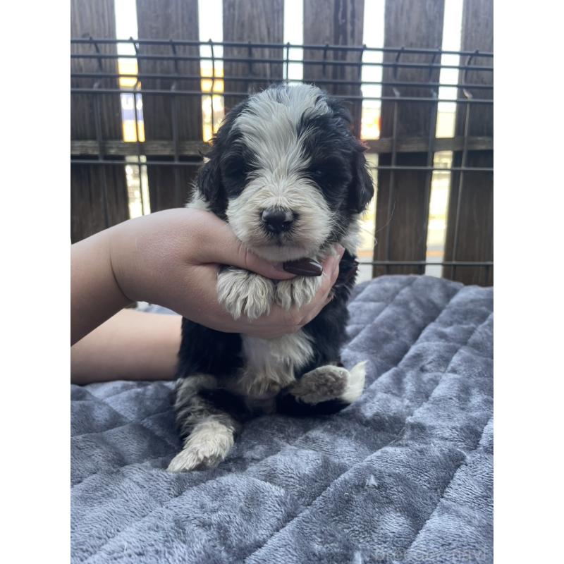 商談中の滋賀県のバーニードゥードル:バーニーズ×スタンダードプードル-443957の4枚目