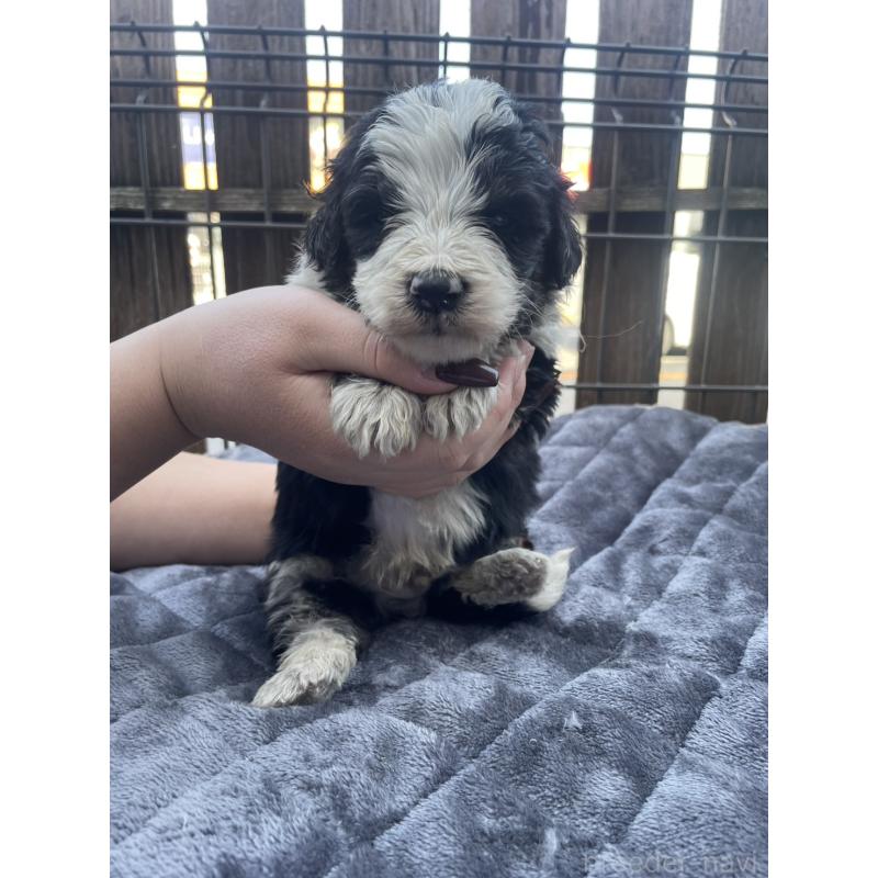 商談中の滋賀県のバーニードゥードル:バーニーズ×スタンダードプードル-443957の3枚目