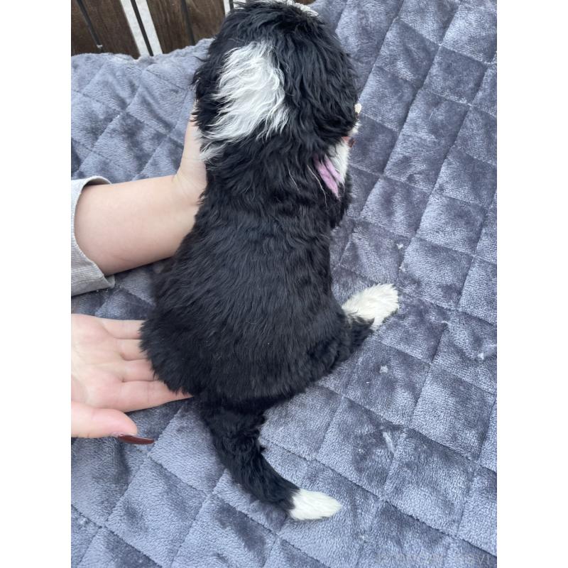 商談中の滋賀県のバーニードゥードル:バーニーズ×スタンダードプードル-443957の2枚目