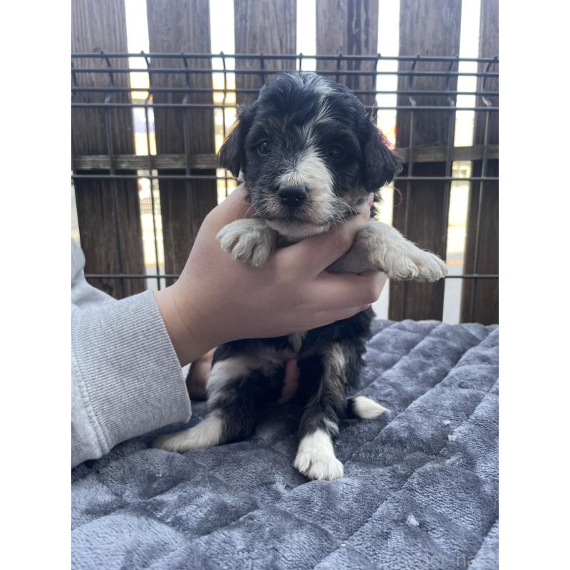 商談中の滋賀県のバーニードゥードル:バーニーズ×スタンダードプードル-443668の3枚目