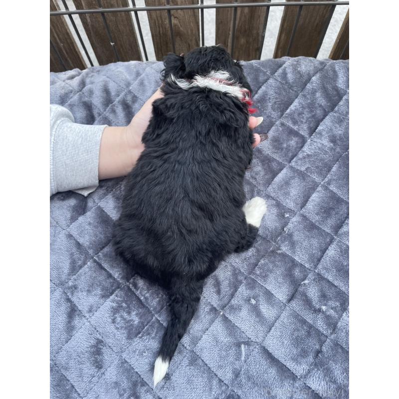 商談中の滋賀県のバーニードゥードル:バーニーズ×スタンダードプードル-443668の2枚目