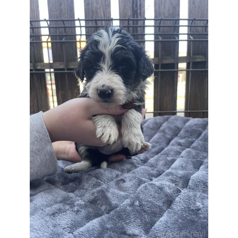 販売中の滋賀県のバーニードゥードル:バーニーズ×スタンダードプードル-443664の4枚目
