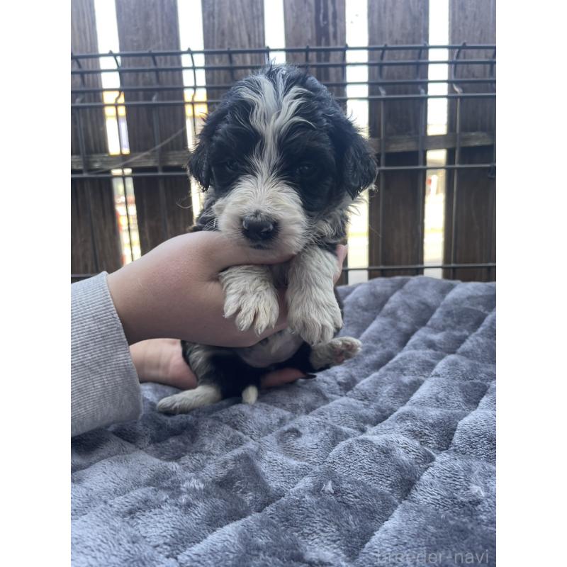 販売中の滋賀県のバーニードゥードル:バーニーズ×スタンダードプードル-443664の3枚目