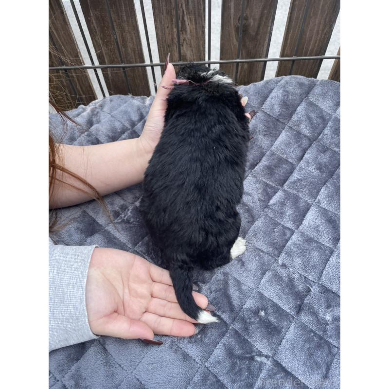 販売中の滋賀県のバーニードゥードル:バーニーズ×スタンダードプードル-443664の2枚目