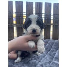 ♀︎バーニードゥードル:バーニーズ×スタンダードプードル