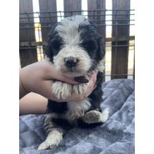 ♀︎バーニードゥードル:バーニーズ×スタンダードプードル