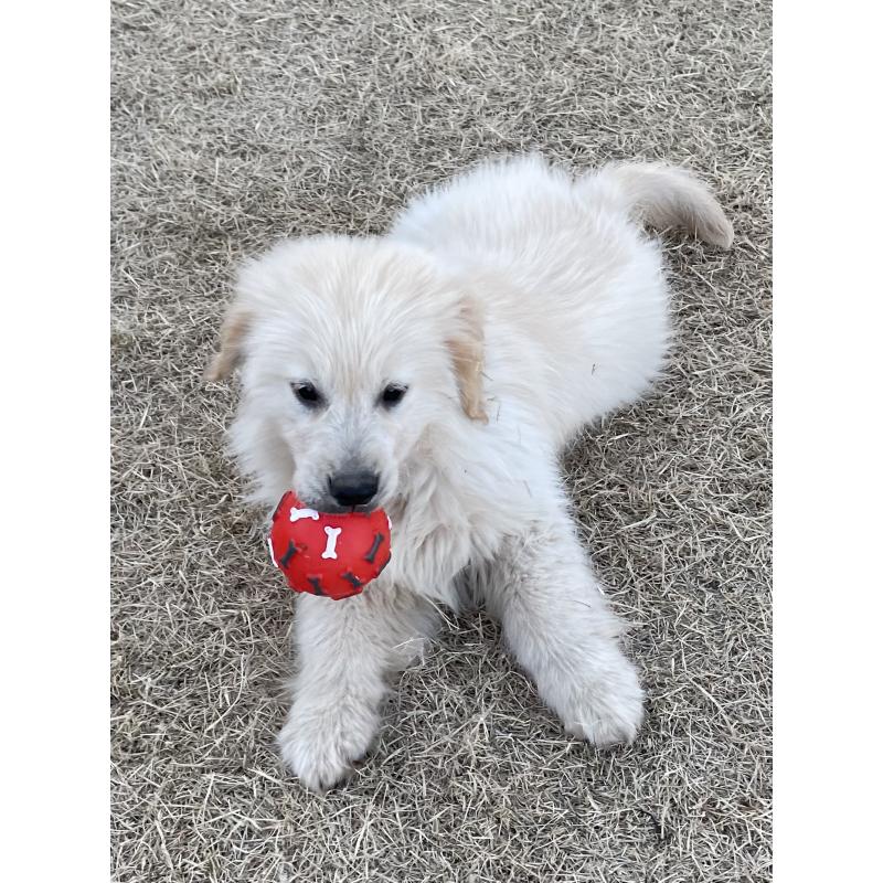 販売中の茨城県のゴールデンレトリーバー-443415の21枚目