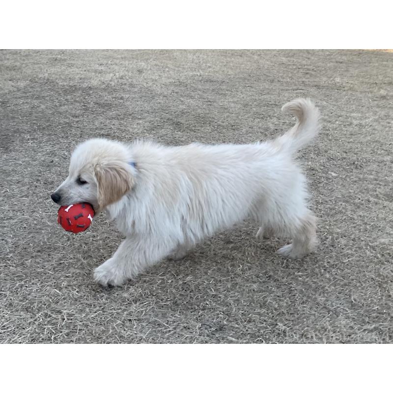 販売中の茨城県のゴールデンレトリーバー-443415の20枚目