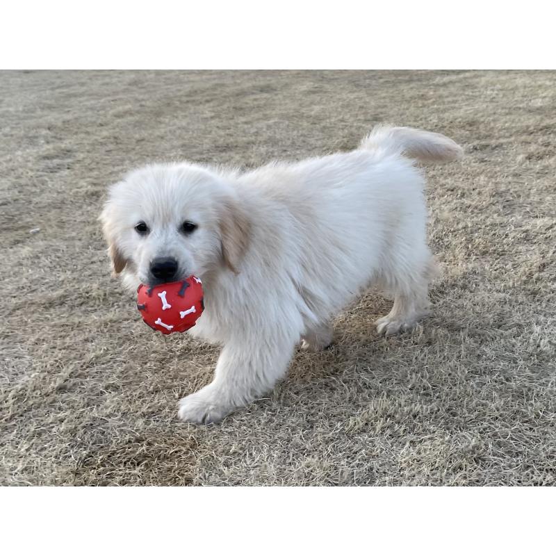 販売中の茨城県のゴールデンレトリーバー-443415の19枚目