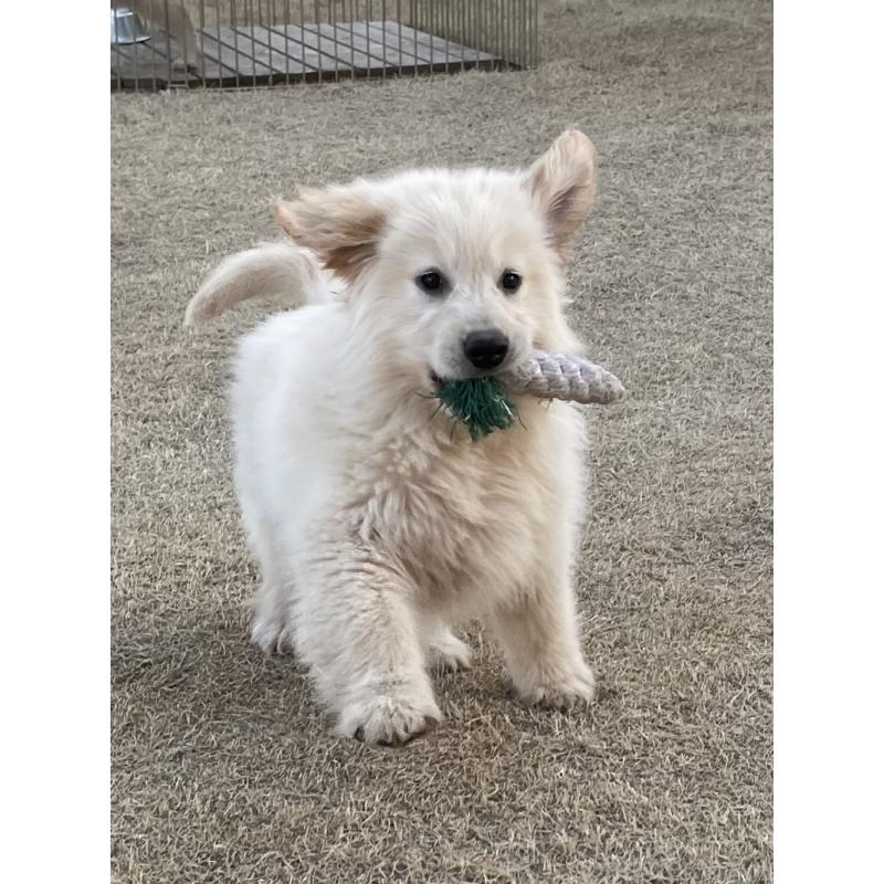 販売中の茨城県のゴールデンレトリーバー-443415の18枚目