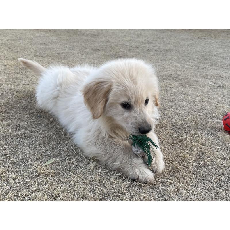 販売中の茨城県のゴールデンレトリーバー-443415の17枚目