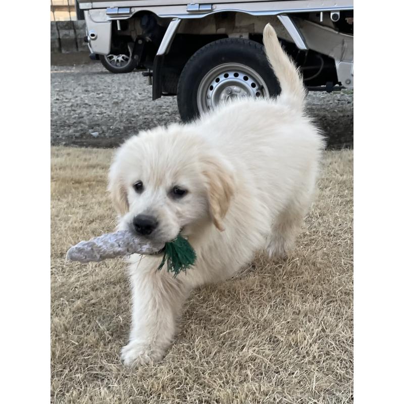 販売中の茨城県のゴールデンレトリーバー-443415の16枚目