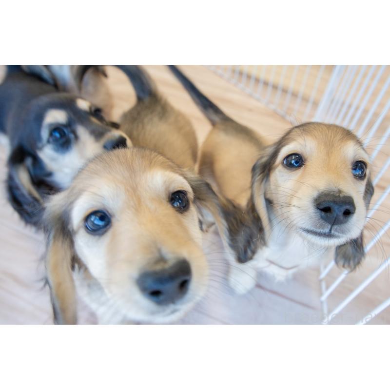 販売中の静岡県のカニンヘンダックスフンド(ロングヘアード)-424549の27枚目