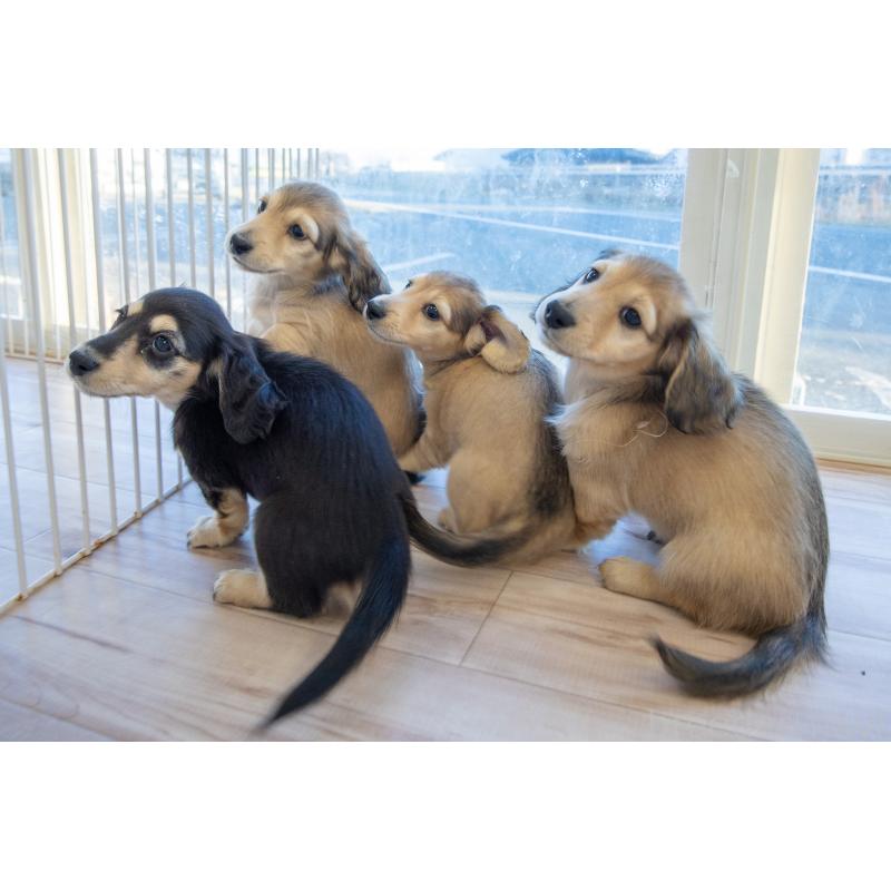 販売中の静岡県のカニンヘンダックスフンド(ロングヘアード)-424549の26枚目