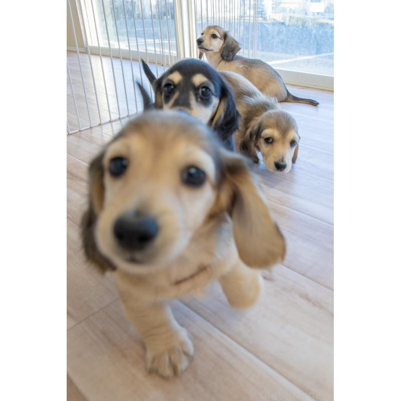 販売中の静岡県のカニンヘンダックスフンド(ロングヘアード)-424549の25枚目