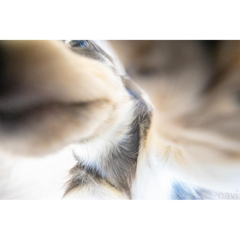 販売中の静岡県のカニンヘンダックスフンド(ロングヘアード)-424549の24枚目