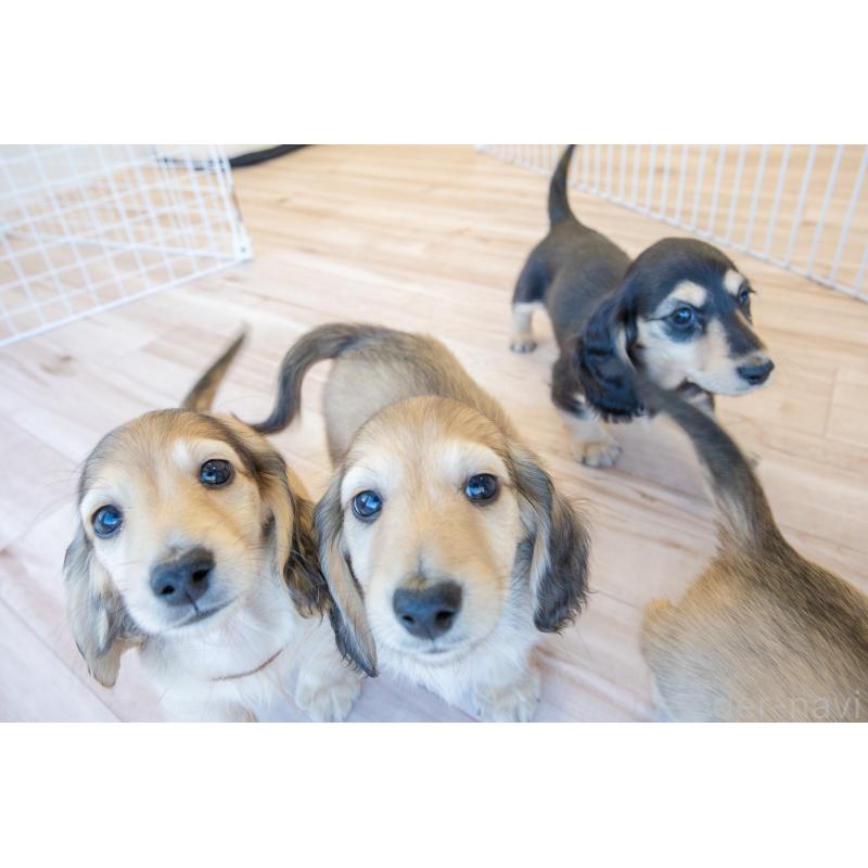 販売中の静岡県のカニンヘンダックスフンド(ロングヘアード)-424549の20枚目