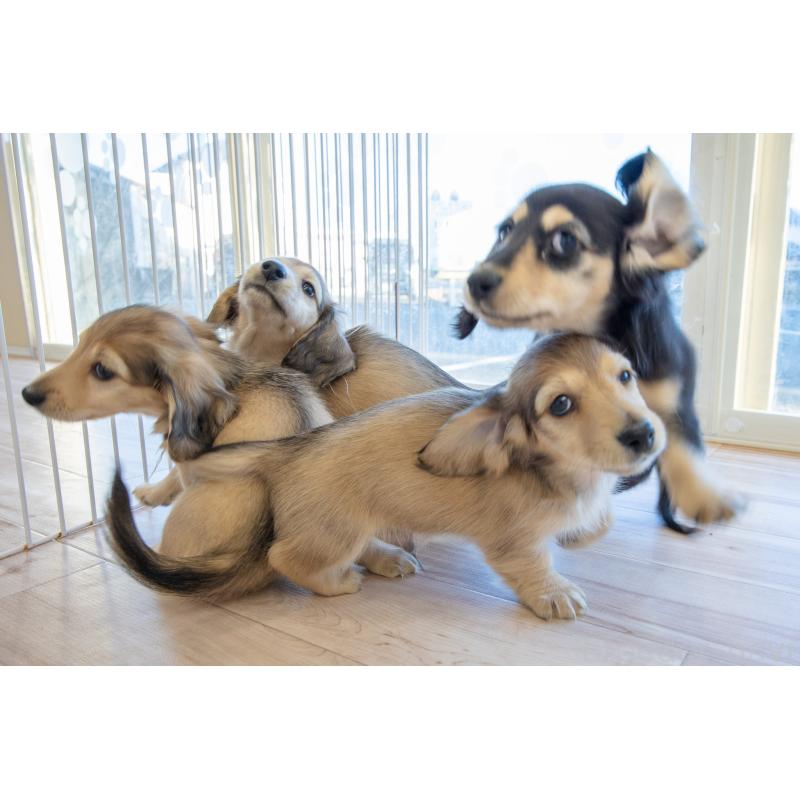 販売中の静岡県のカニンヘンダックスフンド(ロングヘアード)-424548の28枚目