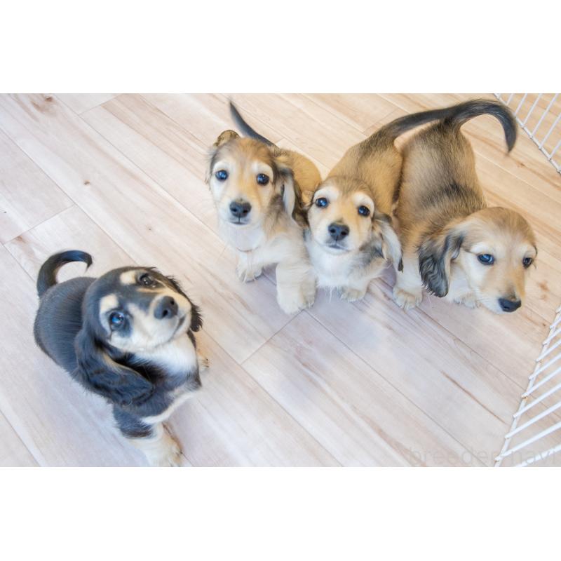 販売中の静岡県のカニンヘンダックスフンド(ロングヘアード)-424548の23枚目