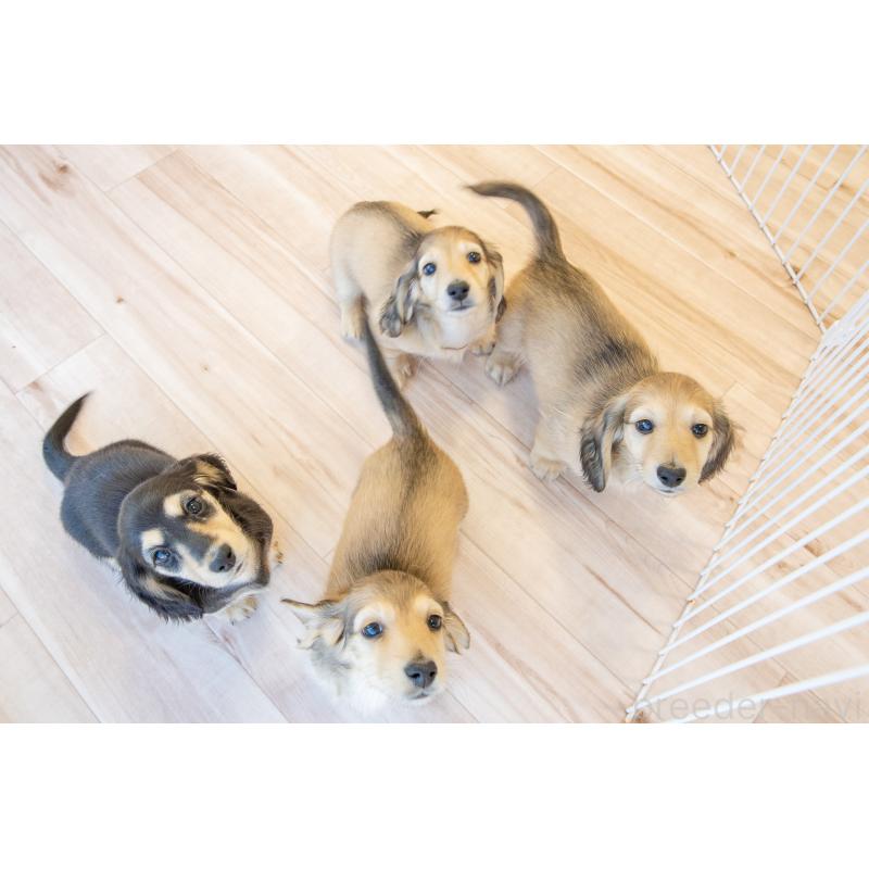 販売中の静岡県のカニンヘンダックスフンド(ロングヘアード)-424548の22枚目