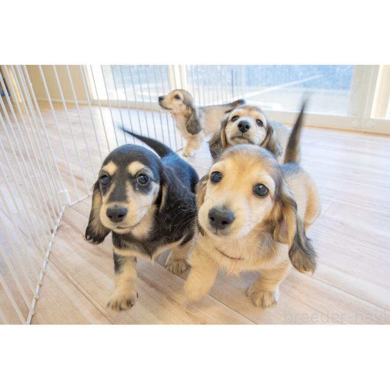 販売中の静岡県のカニンヘンダックスフンド(ロングヘアード)-424548の21枚目