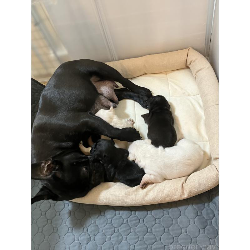 販売中の滋賀県のフレンチブルドッグ-446224の10枚目