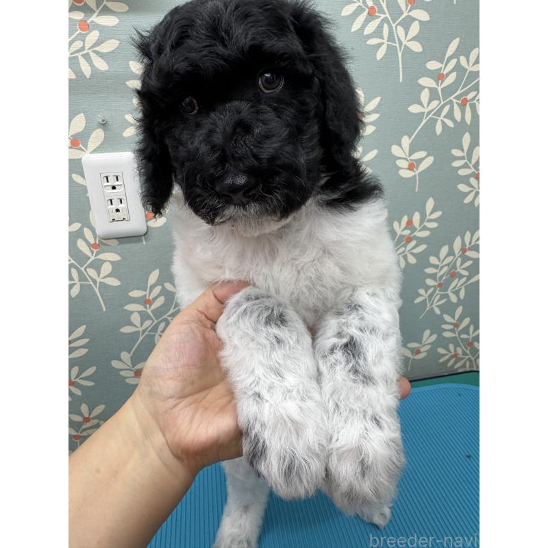 成約済の千葉県のスタンダードプードル-443224の2枚目