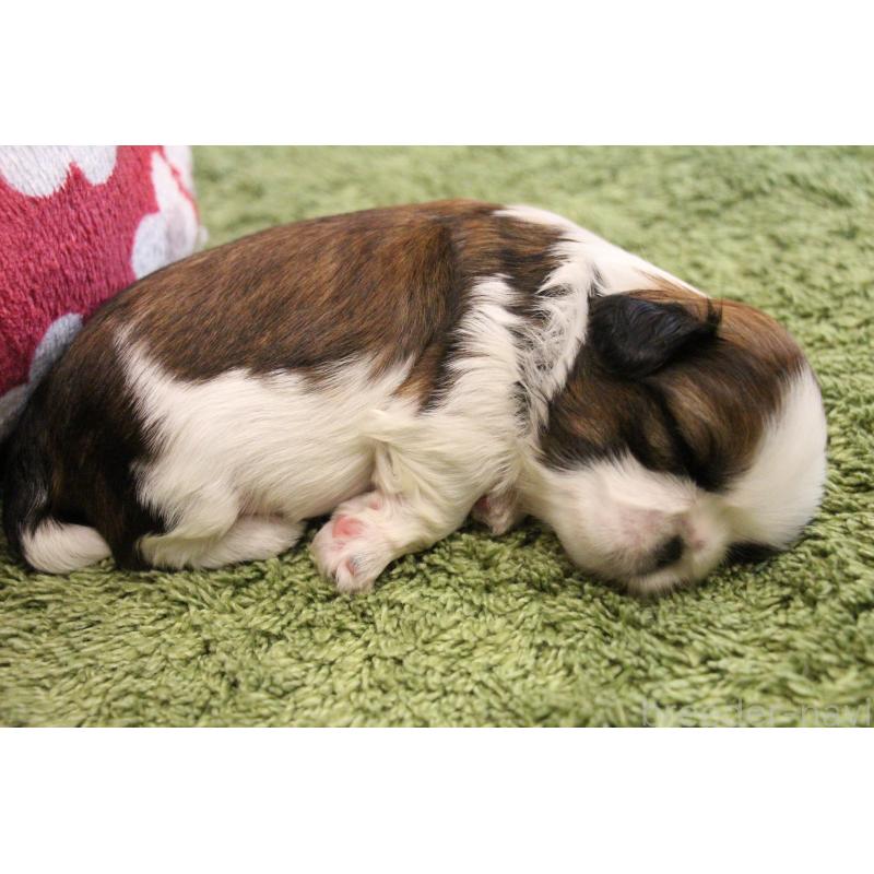 販売中の愛知県のシーズー-445221の23枚目