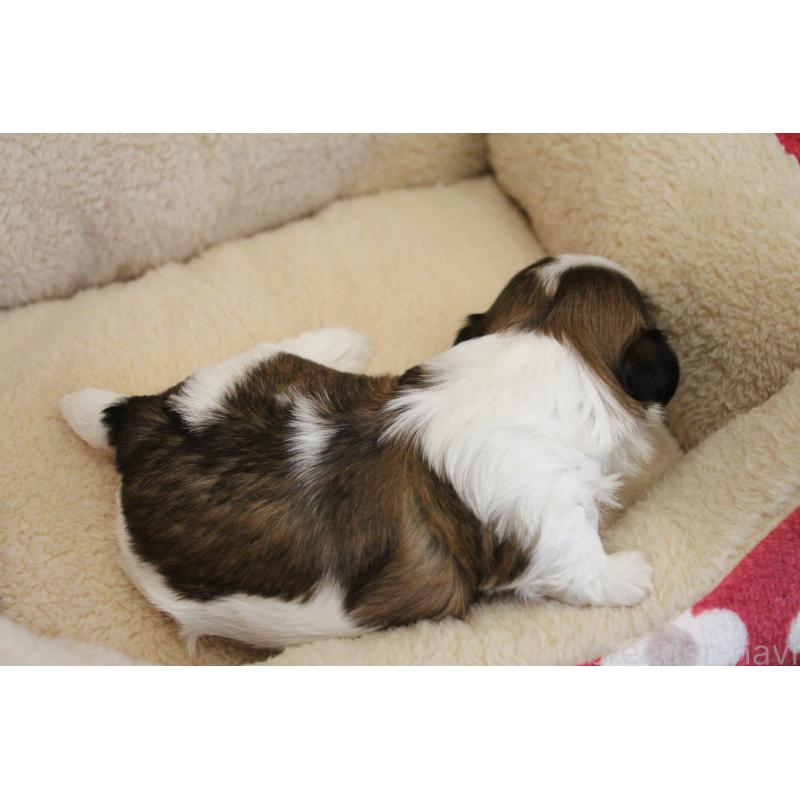 販売中の愛知県のシーズー-445223の26枚目